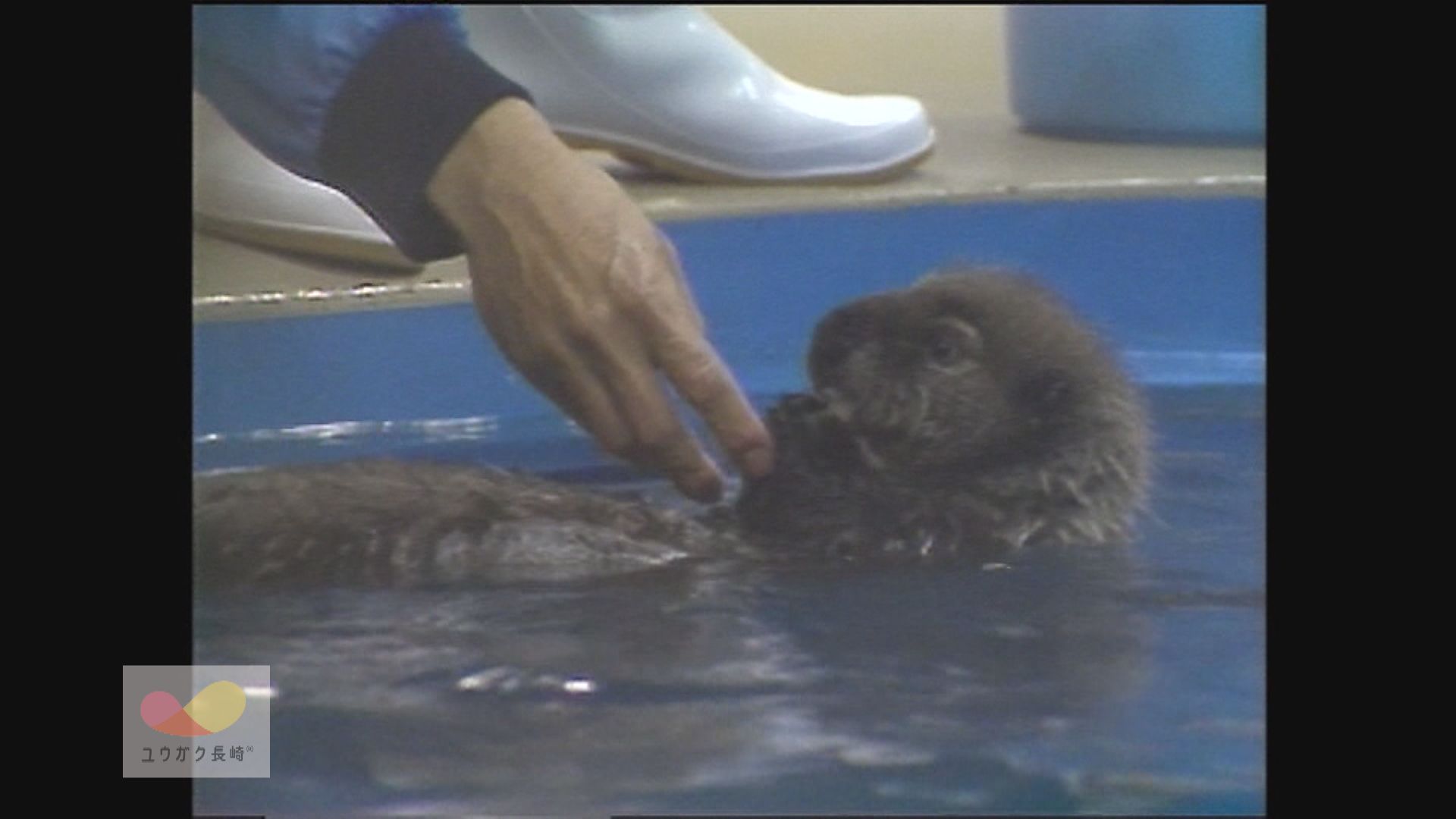 長崎水族館で初誕生の赤ちゃんラッコ～名前は「智佐」ちゃん！　イメージ